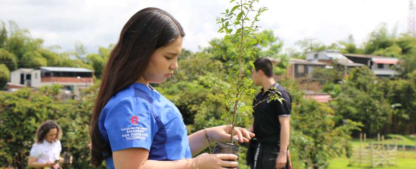 Universidad Humboldt sembrará Palmas de Cera en bosques de Salento